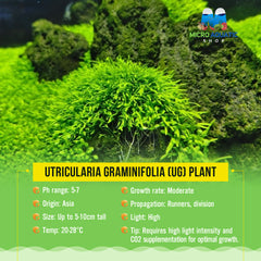 Utricularia Graminifolia (UG) Plant