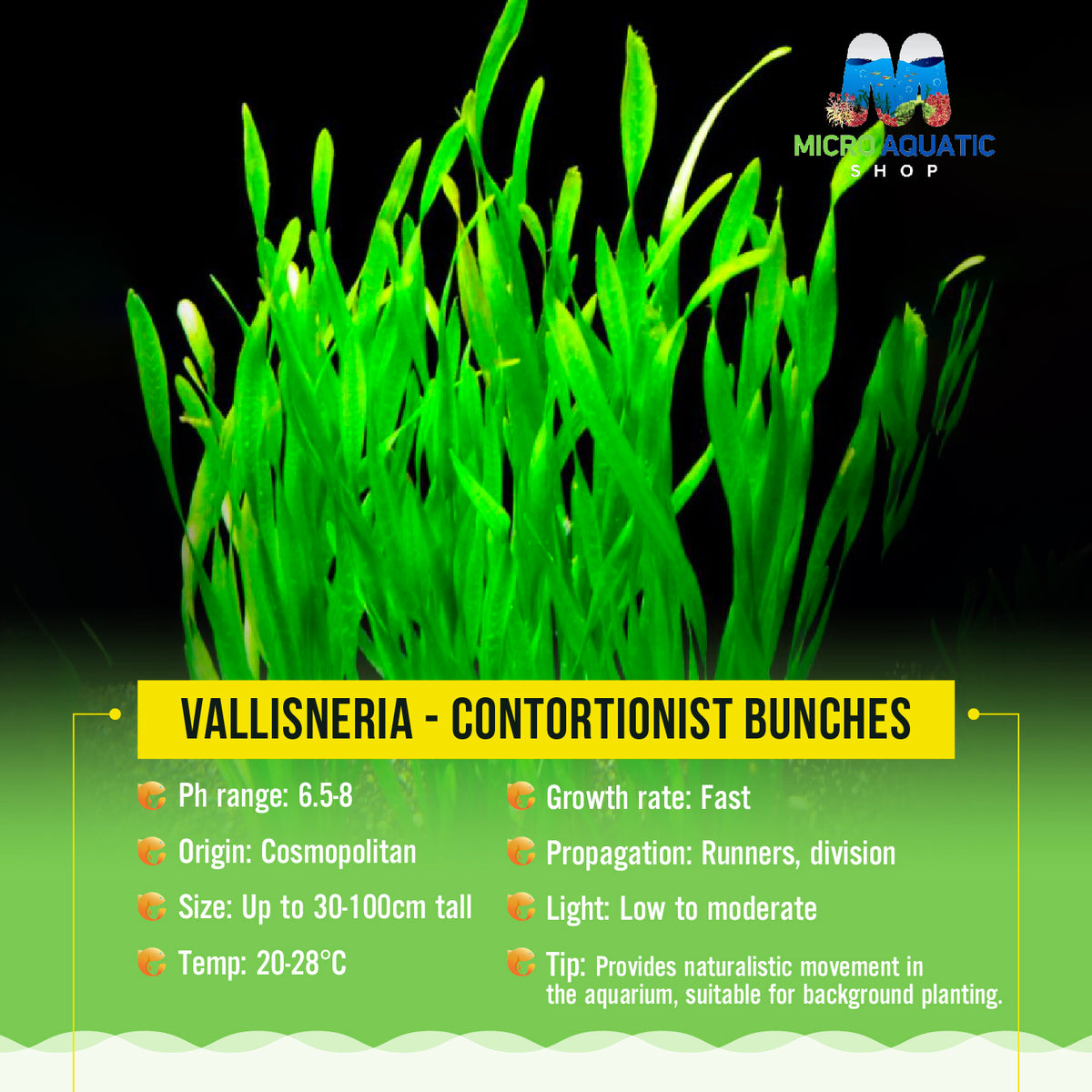 Vallisneria - Contortionist Bunches