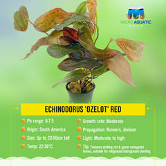 Echinodorus 'Ozelot' Red