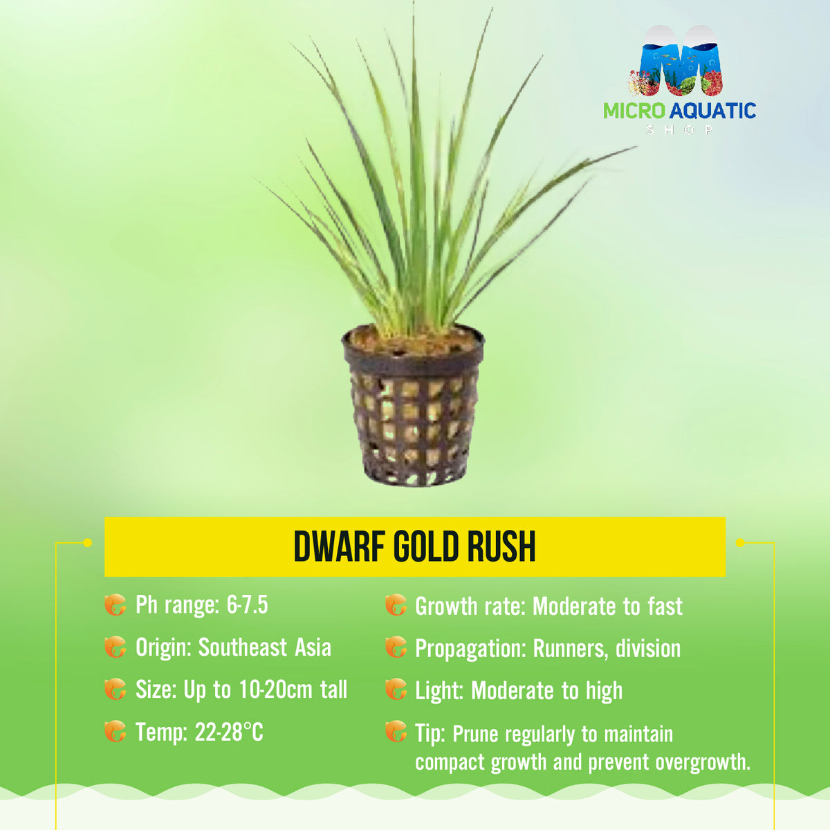 Dwarf Gold Rush