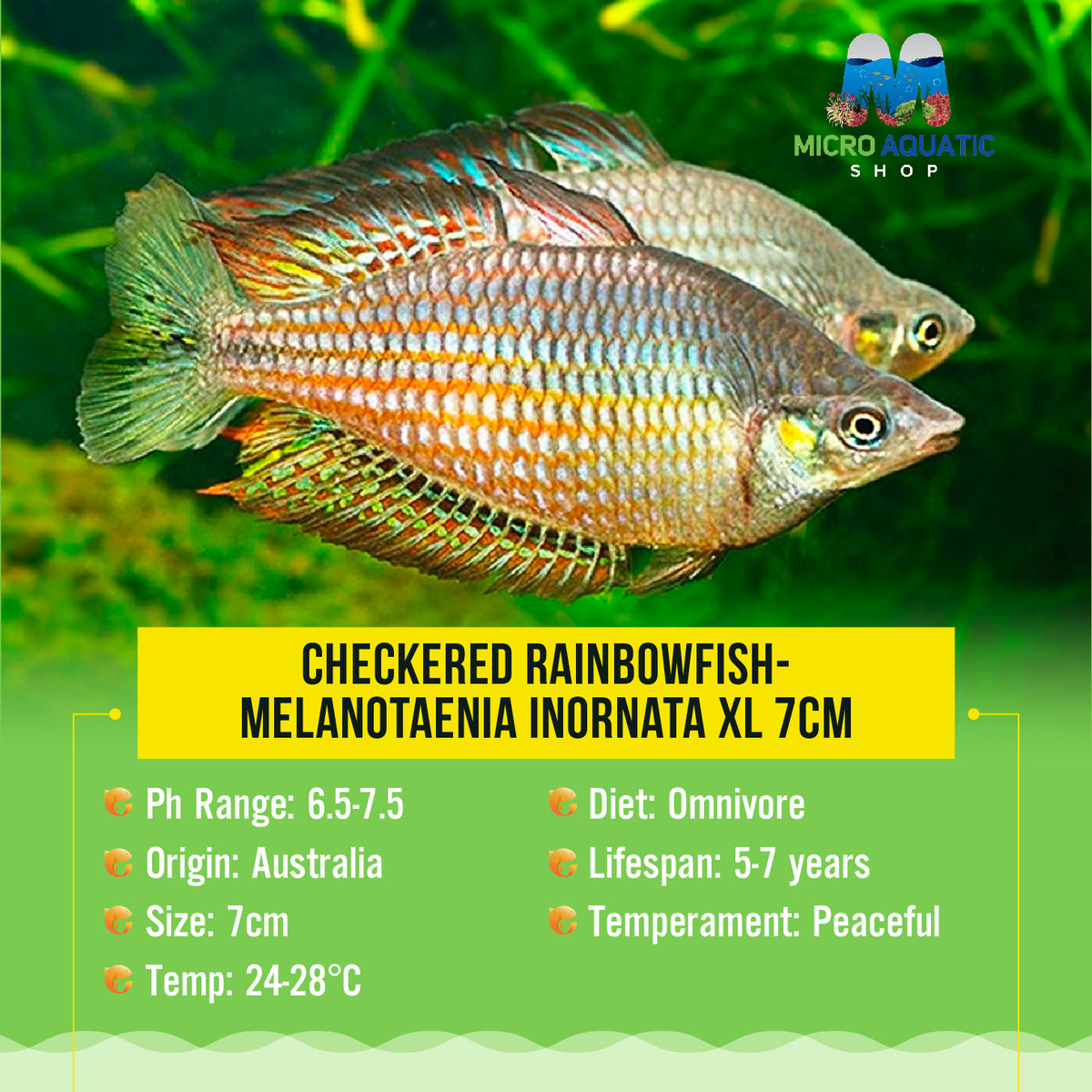 Checkered Rainbowfish- Melanotaenia inornata XL 7cm