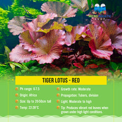Tiger Lotus - Red