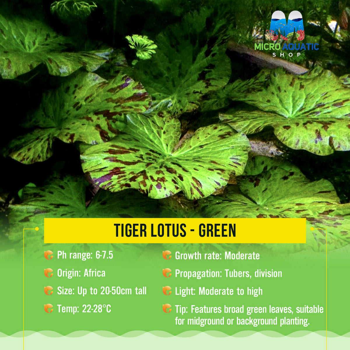 Tiger Lotus - Green