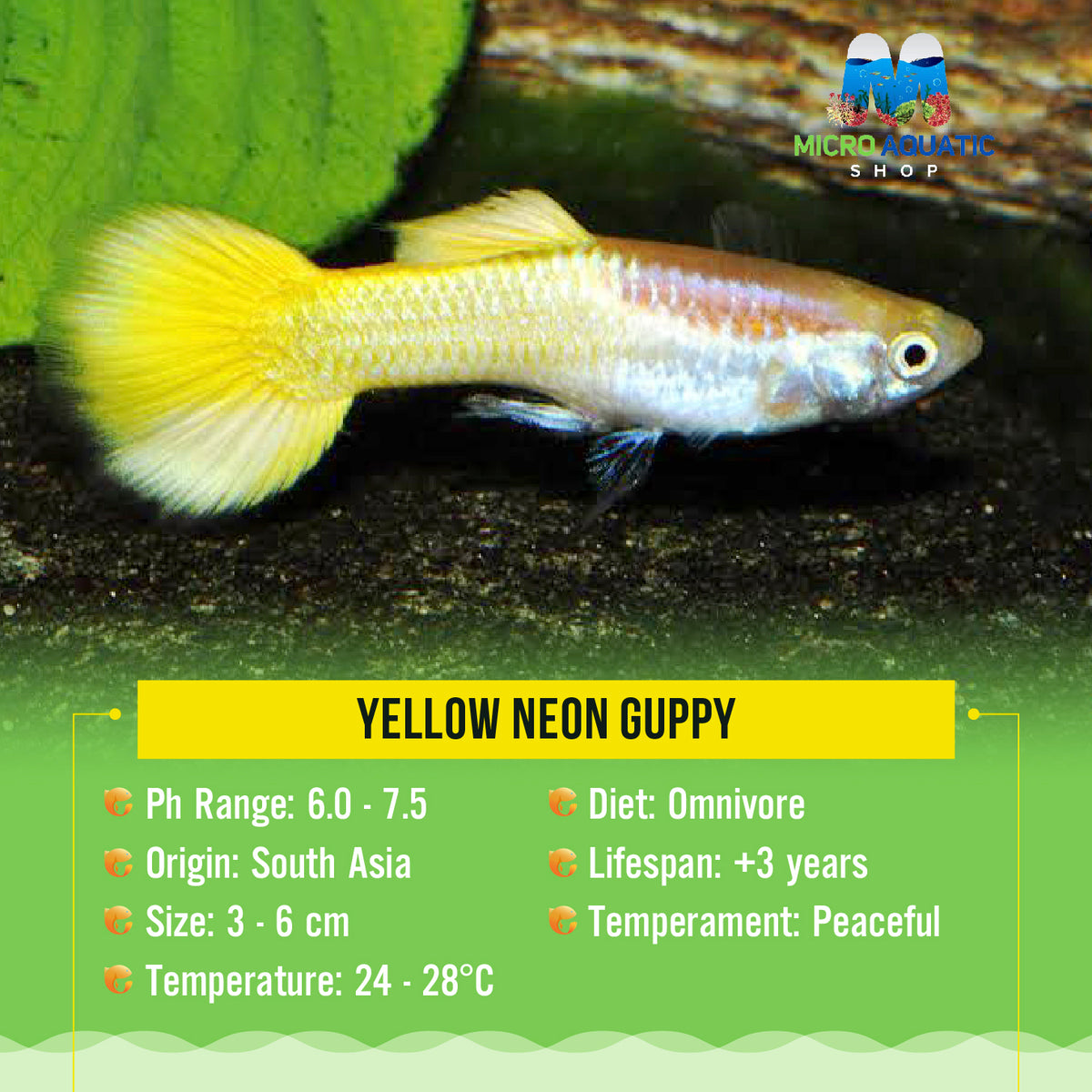 Yellow Neon Guppy