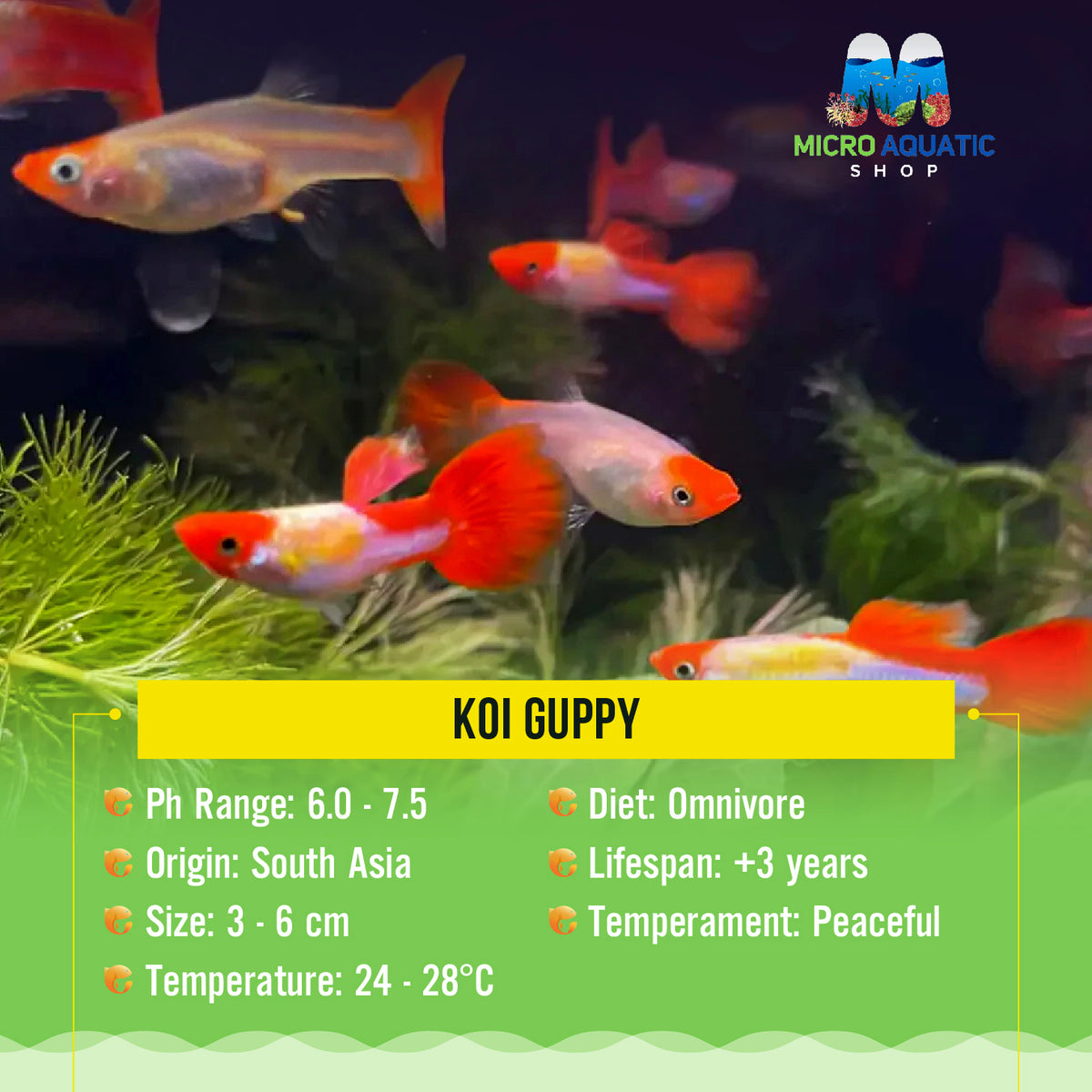 Koi Guppy