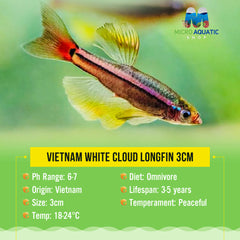 Vietnam White cloud Longfin 3cm