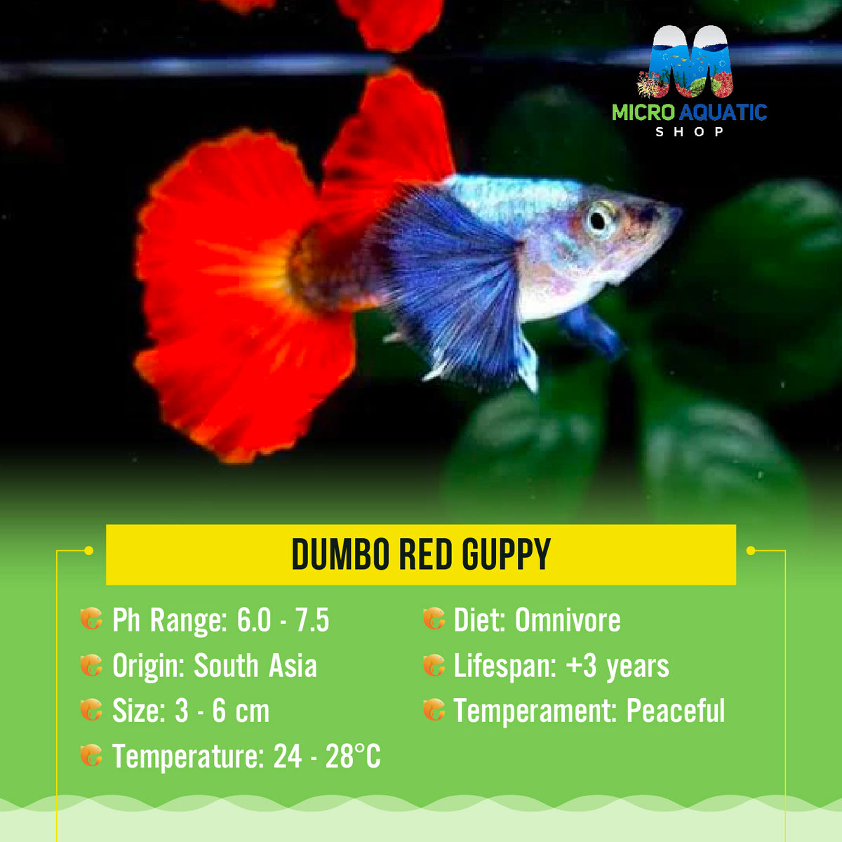 Dumbo Red Guppy