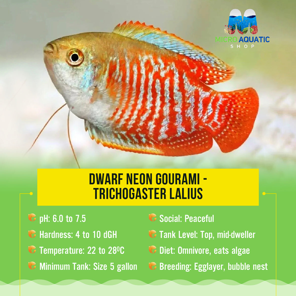 Dwarf Neon Gourami - Trichogaster Lalius