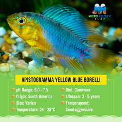 Apistogramma Yellow Blue Borelli