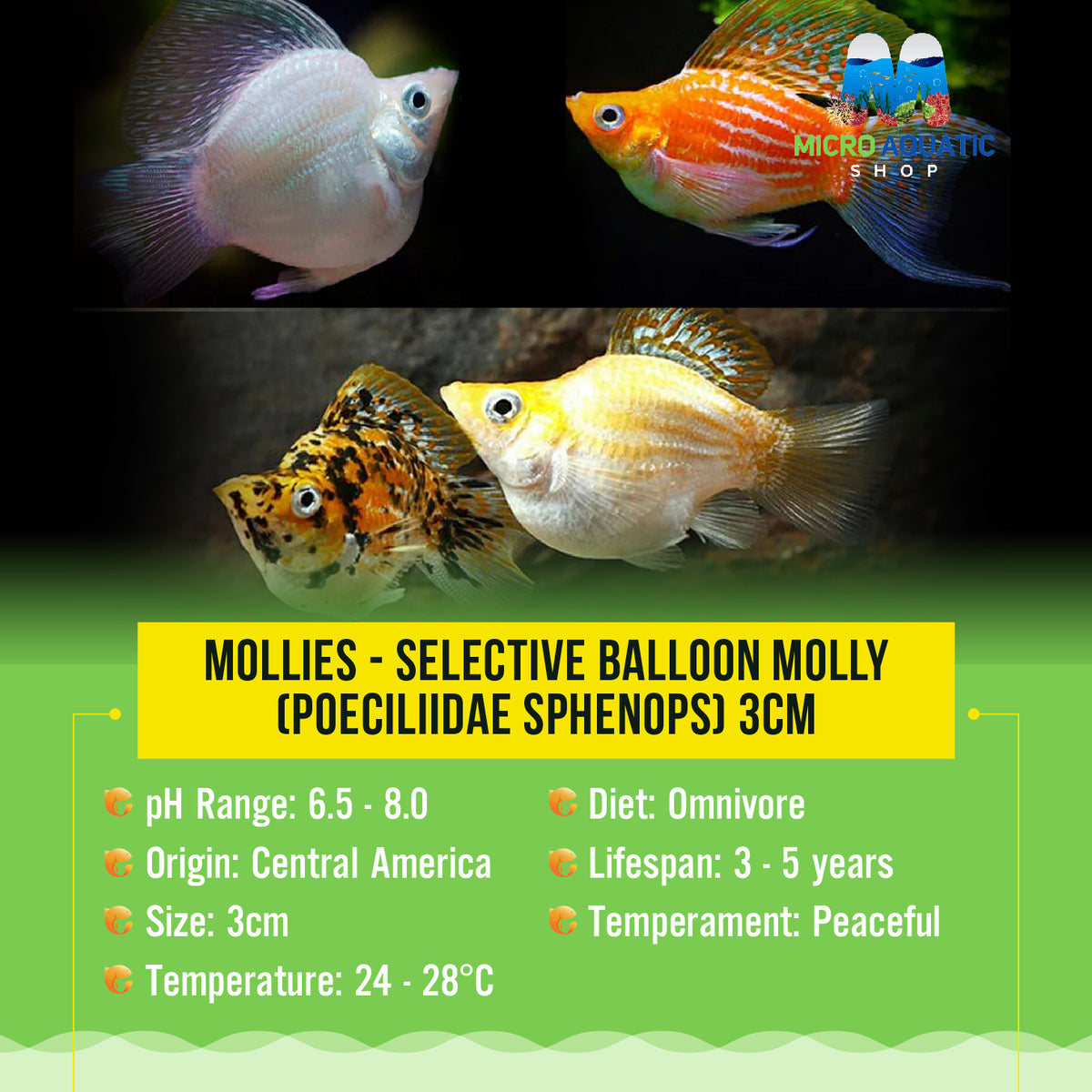 Mollies – Selective Balloon Molly  (Poeciliidae sphenops) 3cm