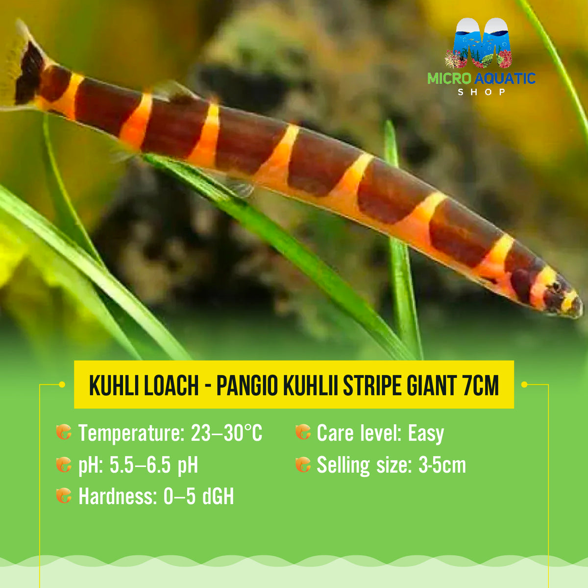 Kuhli Loach - Pangio Kuhlii Stripe 7cm