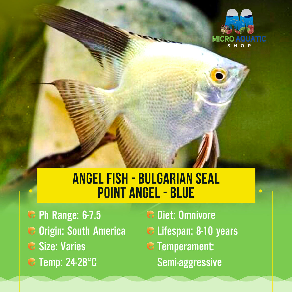 Angel Fish - Bulgarian Seal Point Angel - Blue
