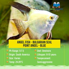 Angel Fish - Bulgarian Seal Point Angel - Blue Small