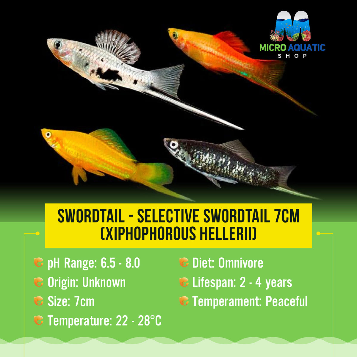 Swordtail - Selective Swordtail 5cm (Xiphophorous hellerii)