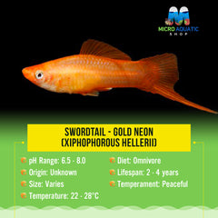 Swordtail - Gold Neon  (Xiphophorous hellerii)