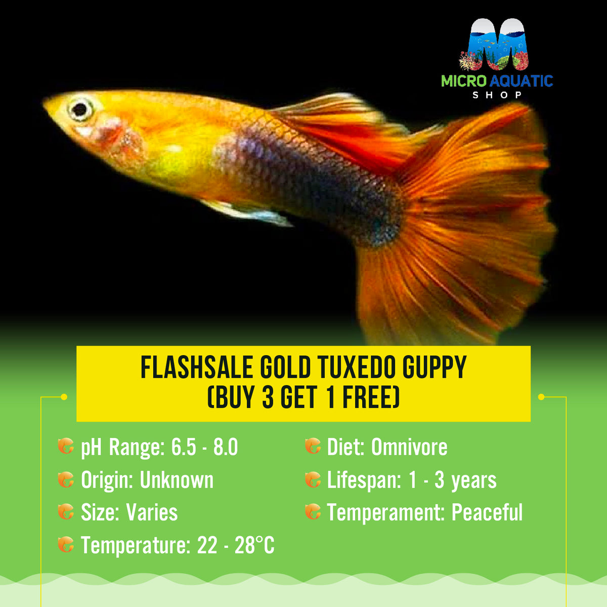 Flashsale Gold Tuxedo Guppy (Buy 3 Get 1 Free)