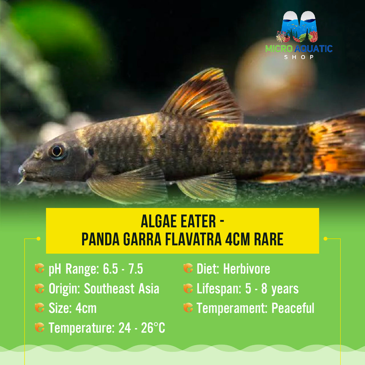 Algae Eater - Panda Garra Flavatra 4cm Rare