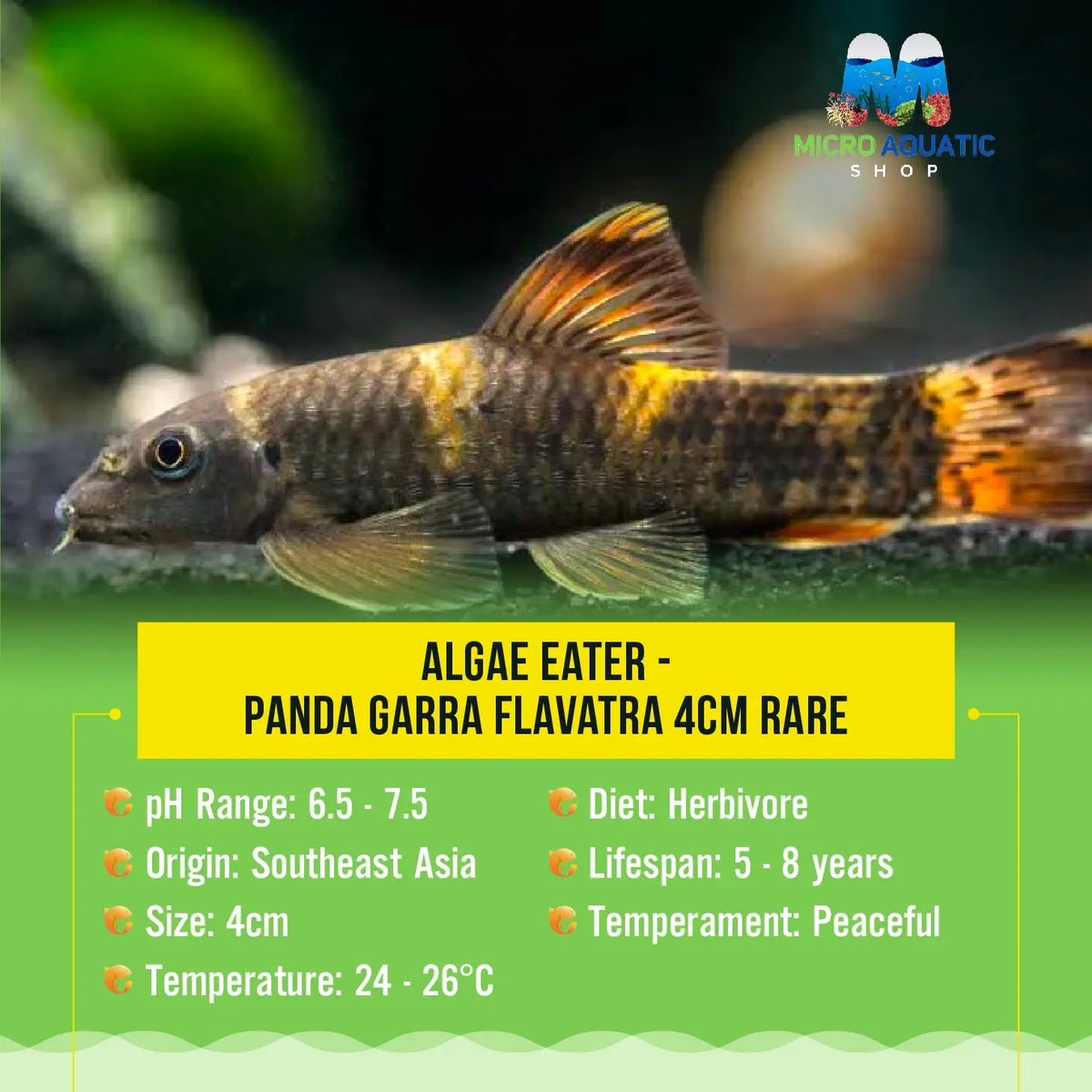 Panda Garra - Unique Freshwater Fish for Your Aquarium – Micro Aquatic Shop