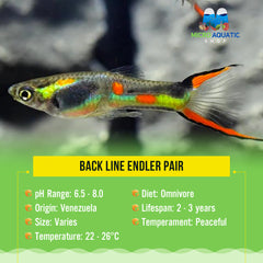 Endler - Back Line ( pair )