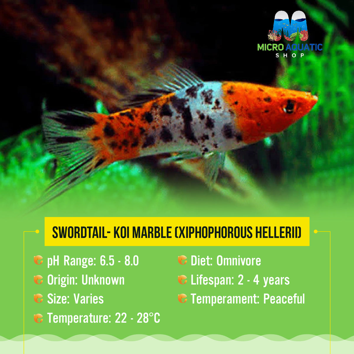 Swordtail- Koi Marble (Xiphophorous hellerii)