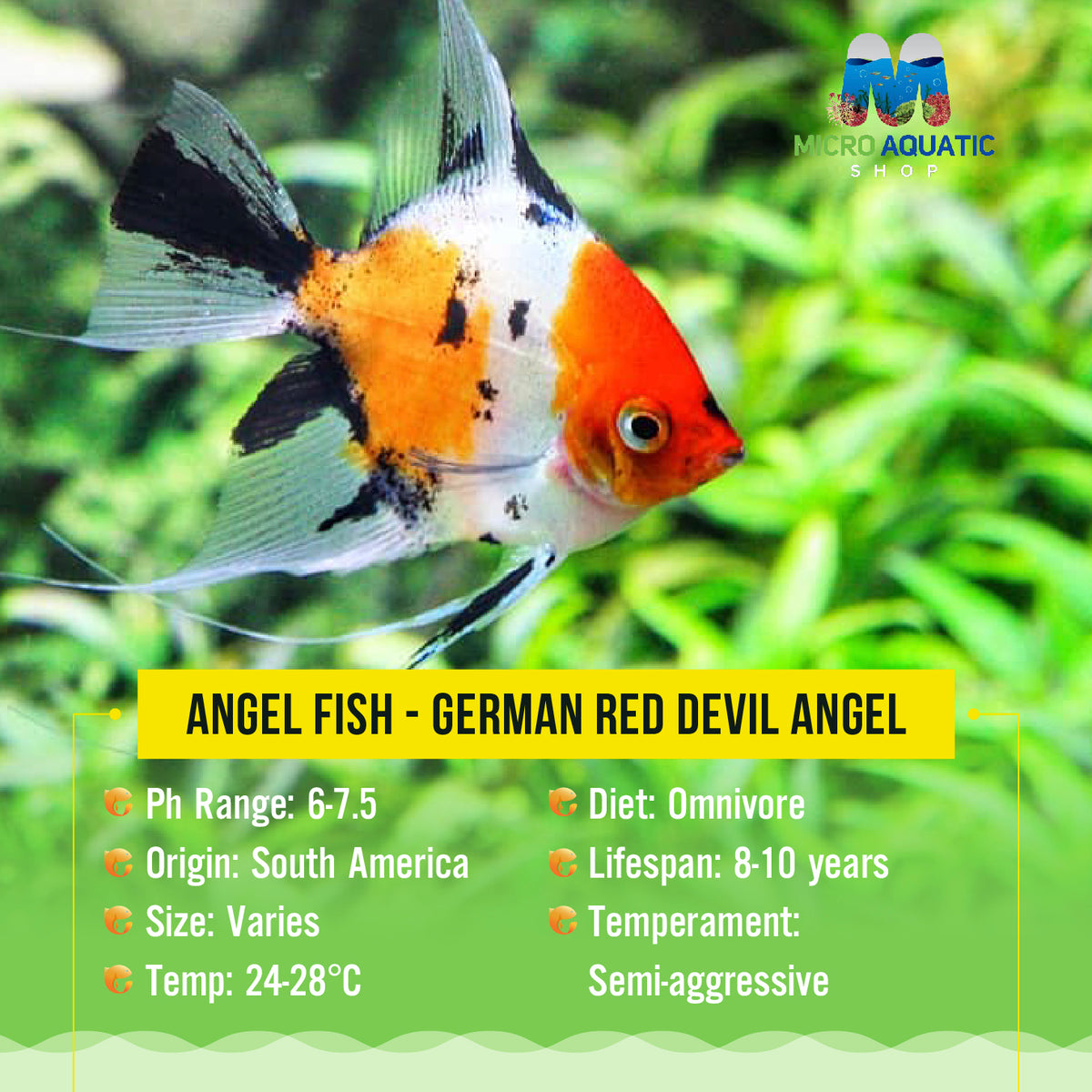 Angel Fish - German Red Devil Angel Rare 15cm