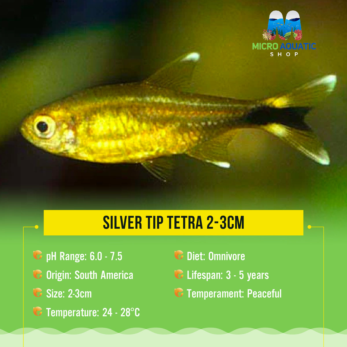 Silver Tip Tetra 2-3cm