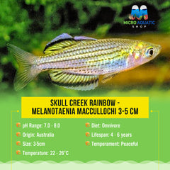 SKULL CREEK RAINBOW - MELANOTAENIA MACCULLOCHI 3-5 cm