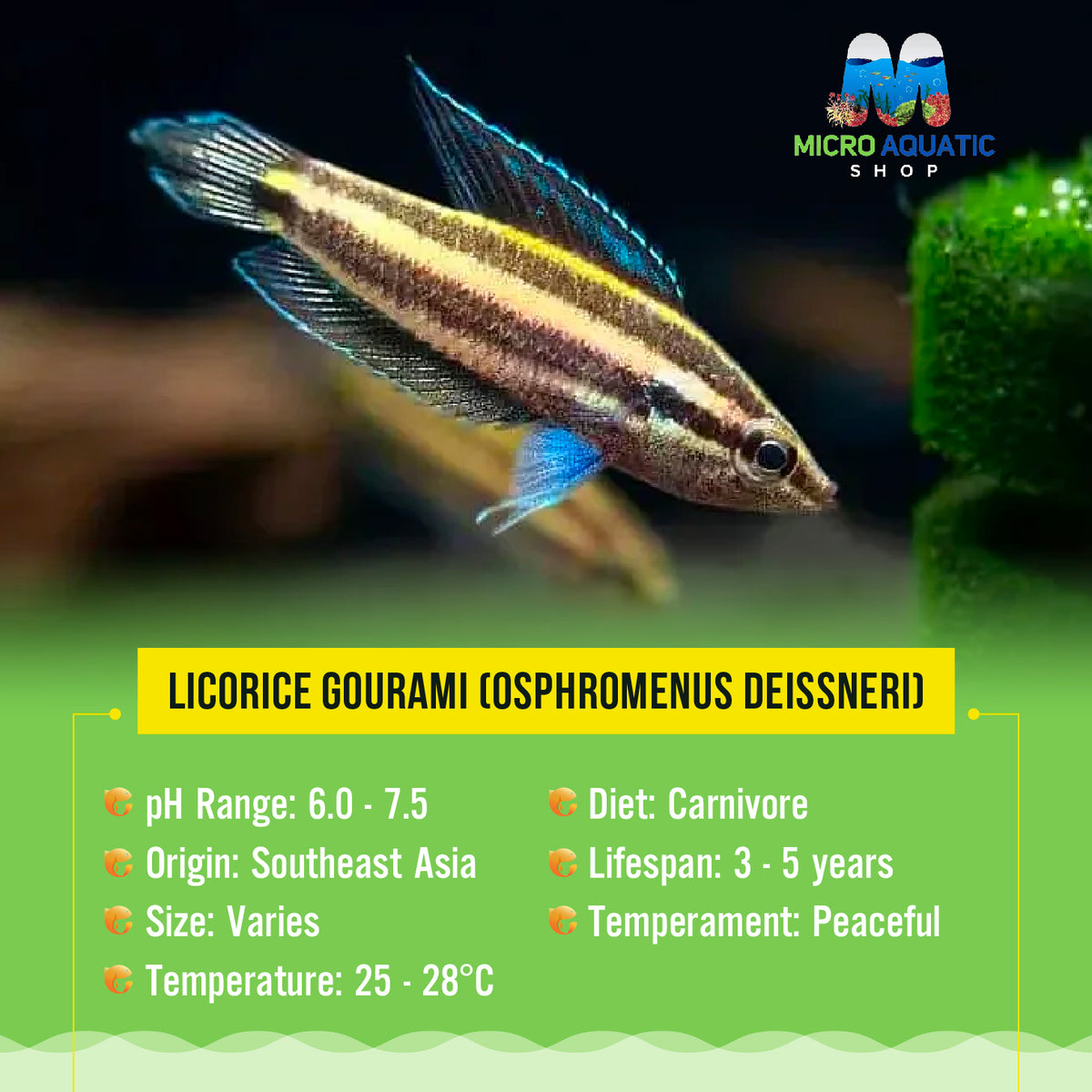 Licorice Gourami (Osphromenus deissneri) 3cm