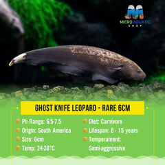Ghost Knife Leopard - Rare 6cm