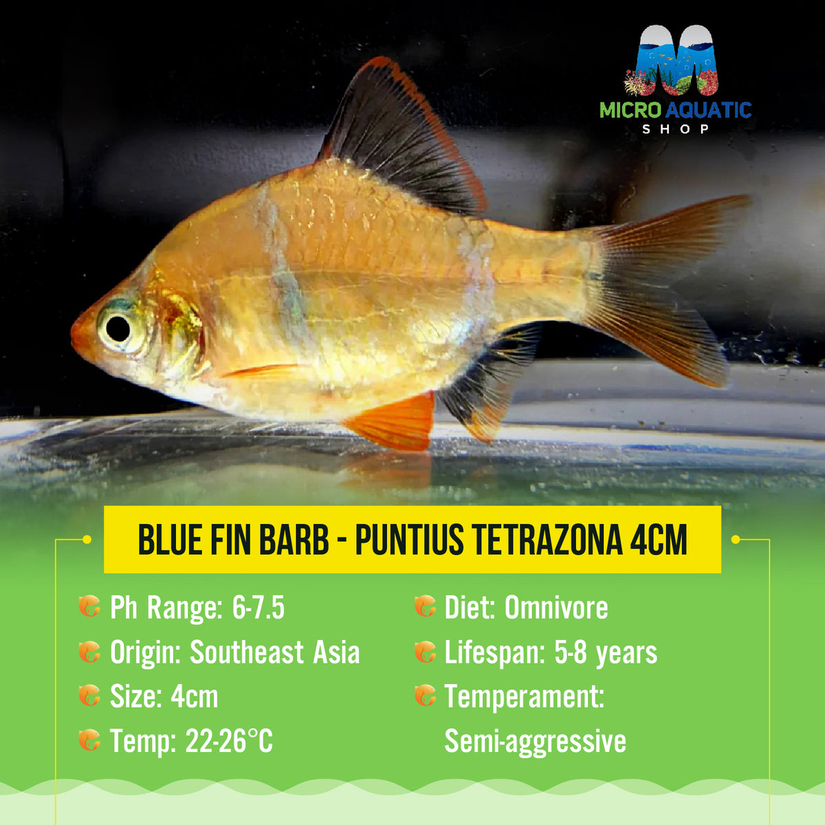 Blue Fin Barb - Puntius tetrazona 4cm