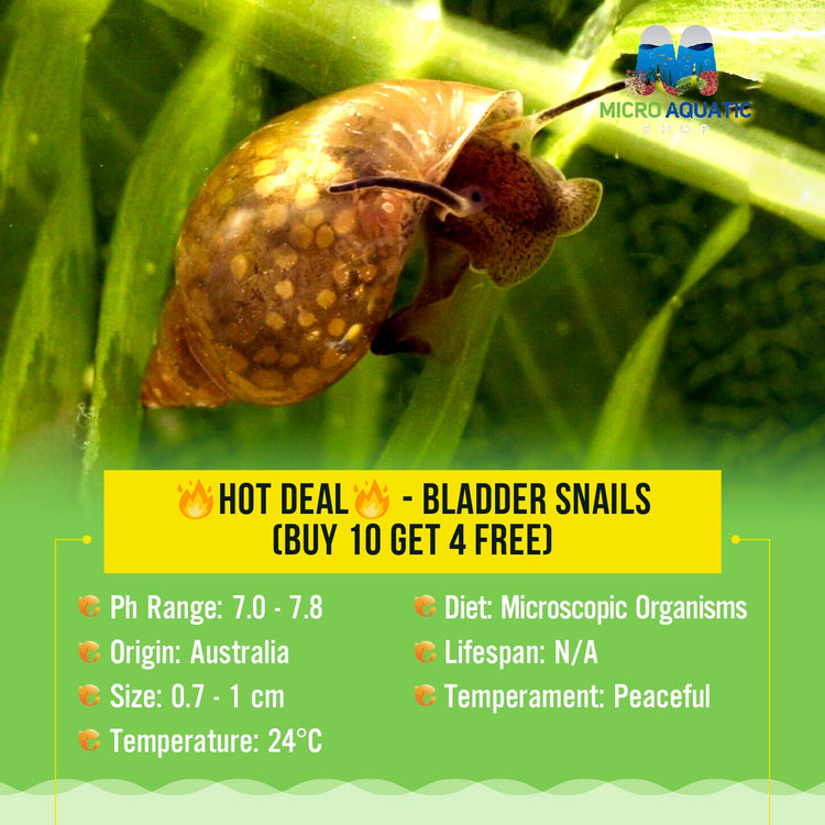 Bladder Snails - Live Food for Pea Puffers/Gobies/Gudgeon Micro Aquatic Shop