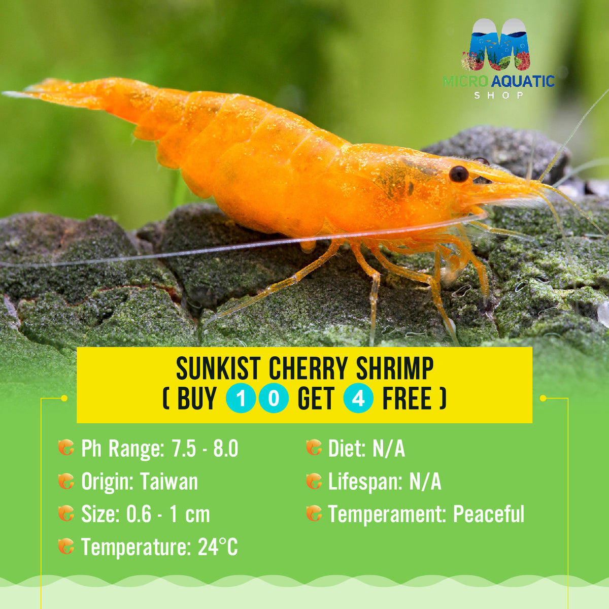 Sunkist Cherry Shrimp  ( BUY 10 get 4 Free )