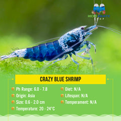 Crazy Blue Shrimp