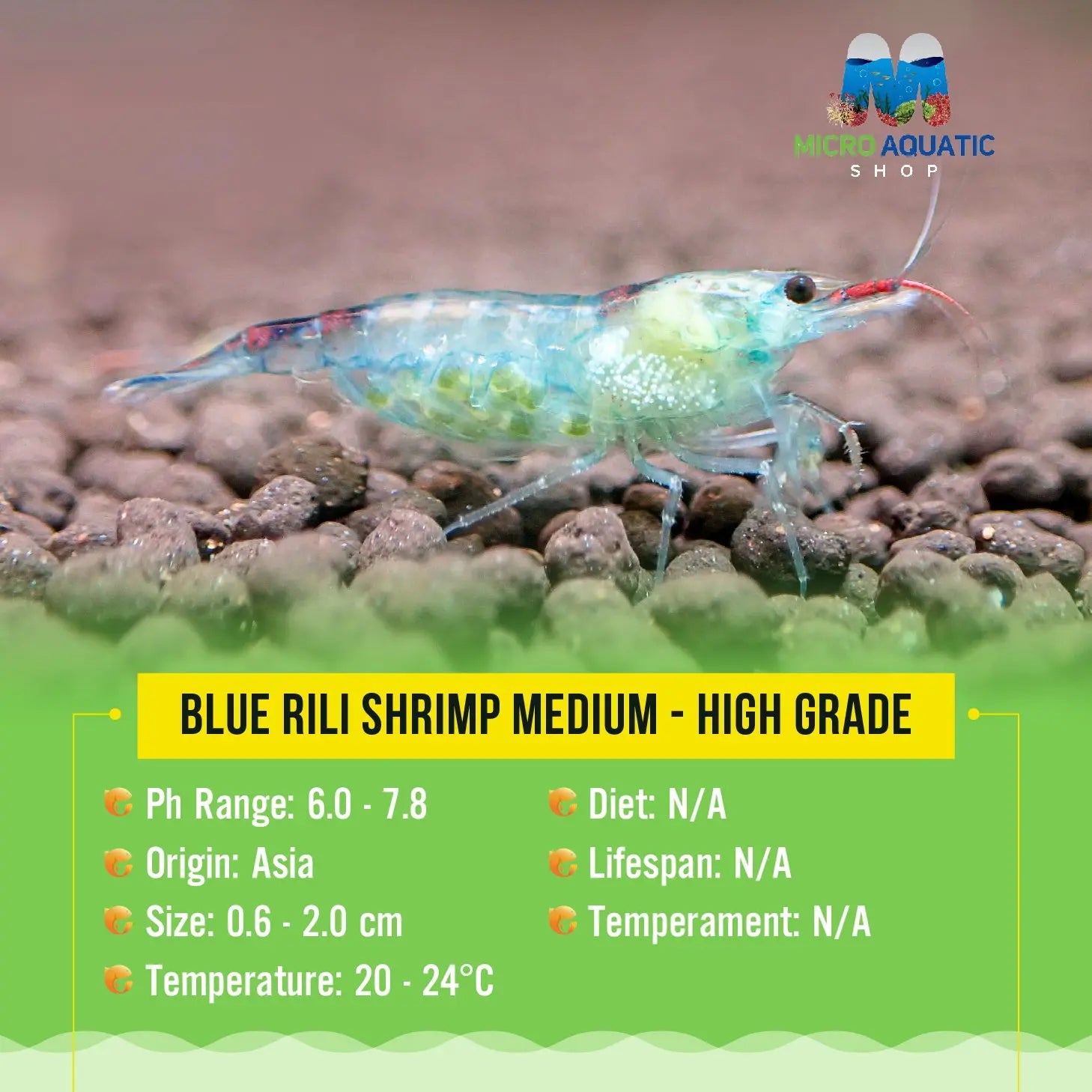 Blue Rili Shrimp - Beautiful Freshwater Shrimp for Aquascaping – Micro ...