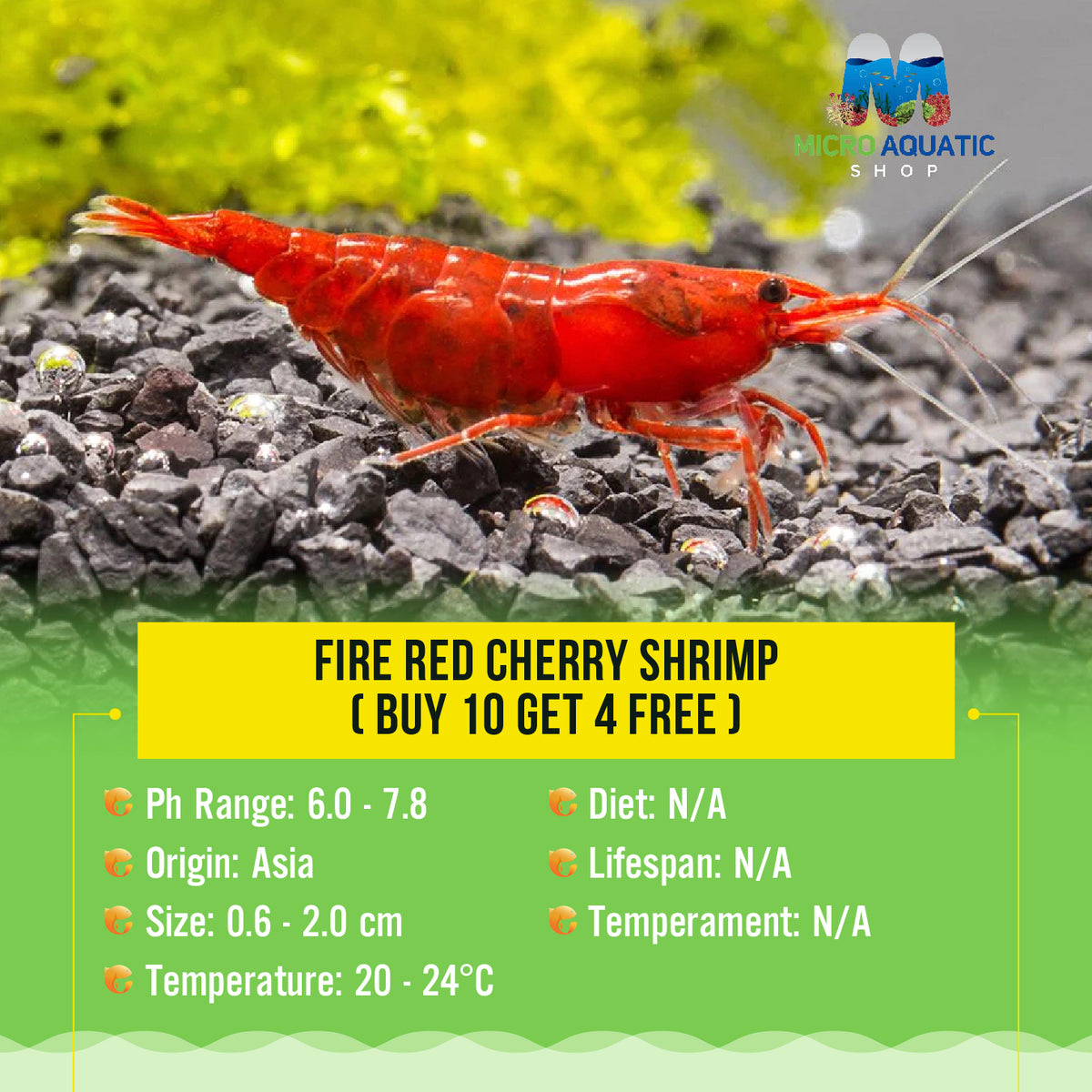 Fire Red Cherry Shrimp ( Buy 10 get 4 Free )