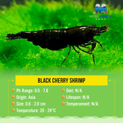 Black Cherry Shrimp