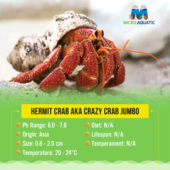 Hermit Crab aka Crazy Crab Jumbo