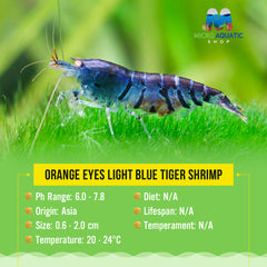Orange Eyes Light Blue Tiger Shrimp