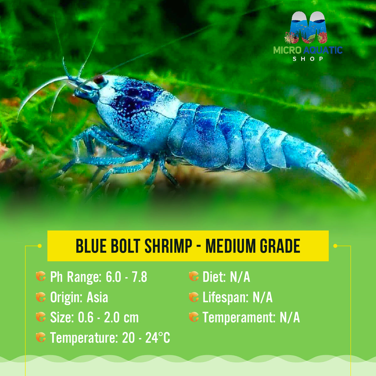 Blue Bolt Shrimp - Medium Grade