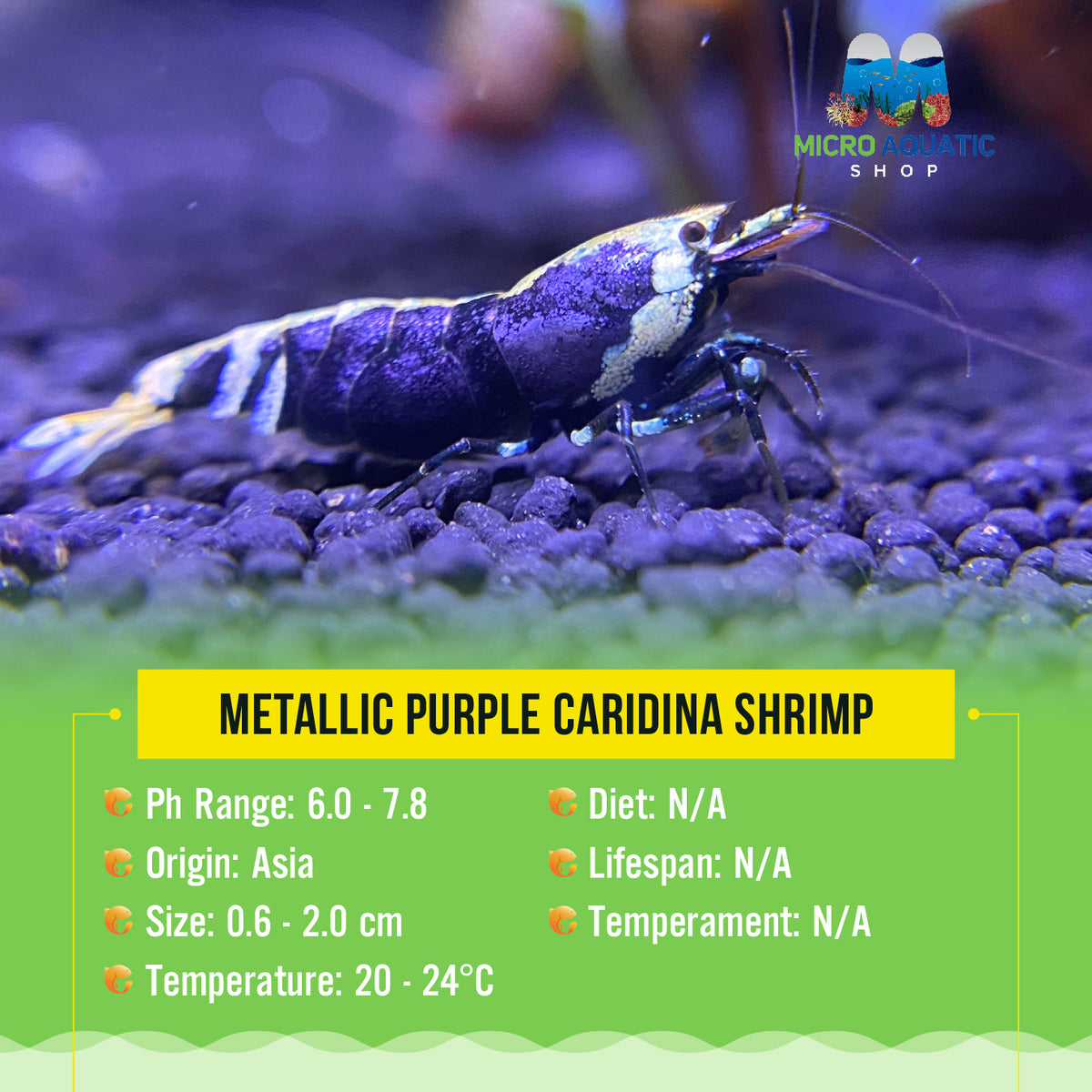 Metallic Purple Caridina Shrimp