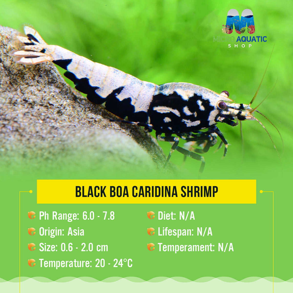 Black BOA Caridina Shrimp