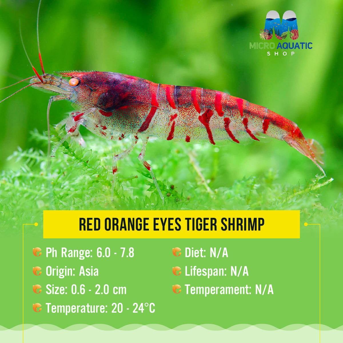 Red Orange Eyes Tiger Shrimp