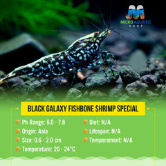 Black galaxy fishbone shrimp Special