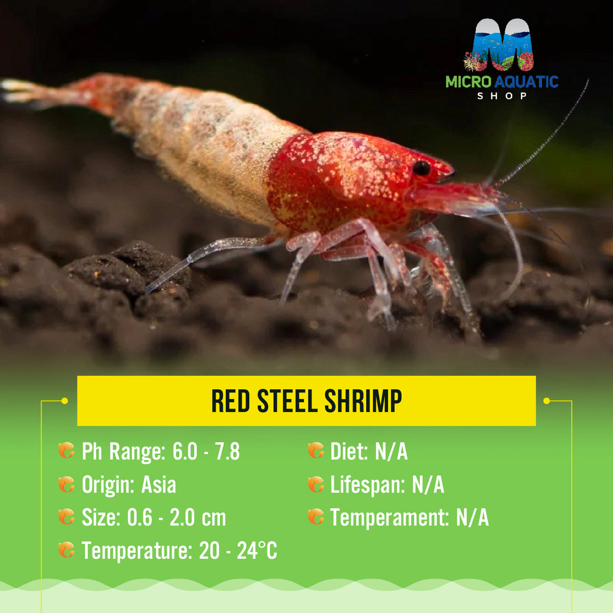 Red Steel Shrimp