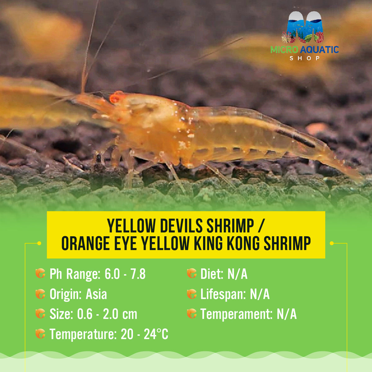 Yellow devils shrimp / Orange Eye Yellow King Kong Shrimp