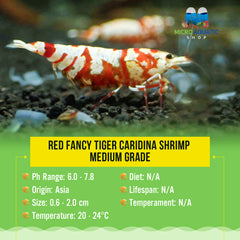 Red Fancy Tiger Caridina Shrimp - Medium Grade