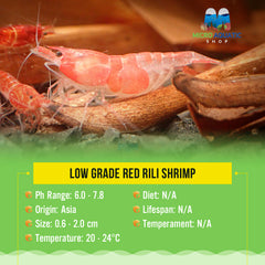 Low Grade Red Rili Shrimp