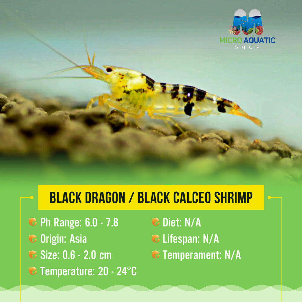 Black Dragon / Black Calceo Shrimp Micro Aquatic Shop