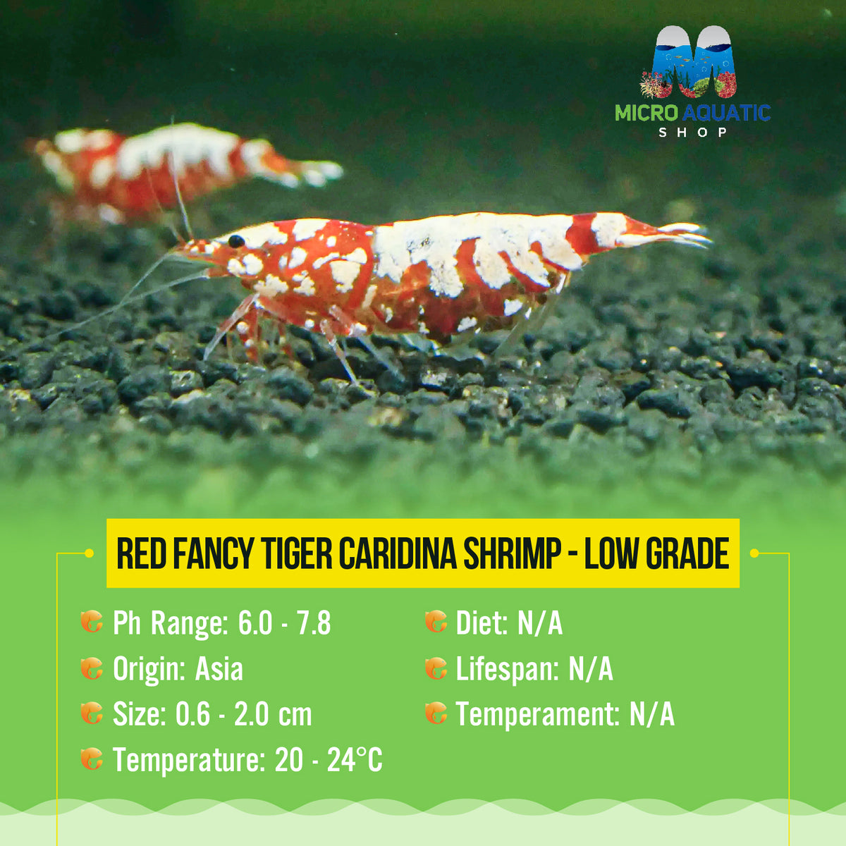 Red Fancy Tiger Caridina Shrimp - Low Grade