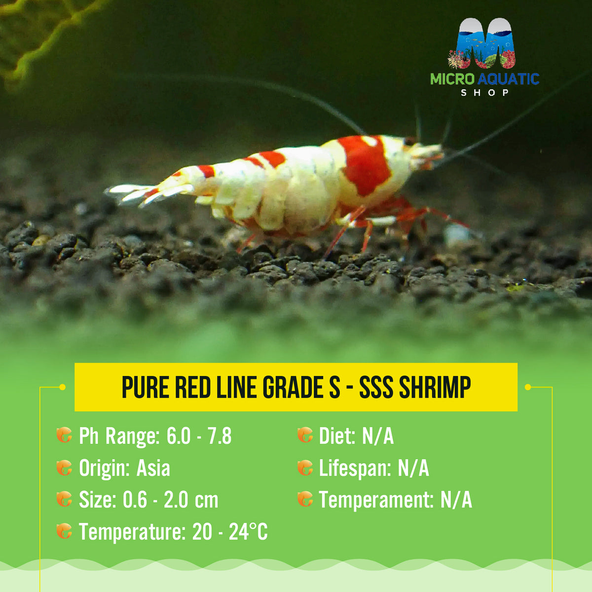 Pure Red Line Grade S - SSS Shrimp